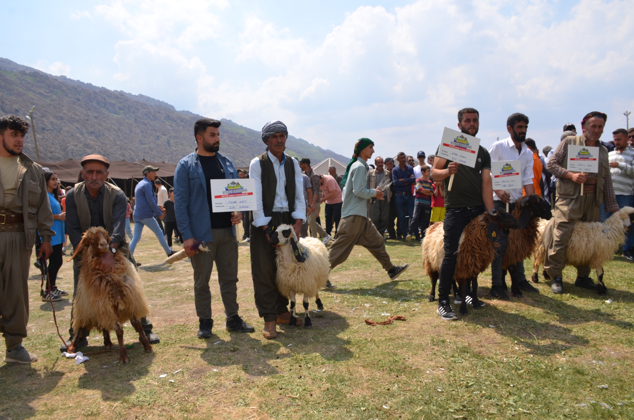 Şırnak’ta Besiciler Kuzu Kırkma Festivali'nde Birincilik İçin Mücadele Etti