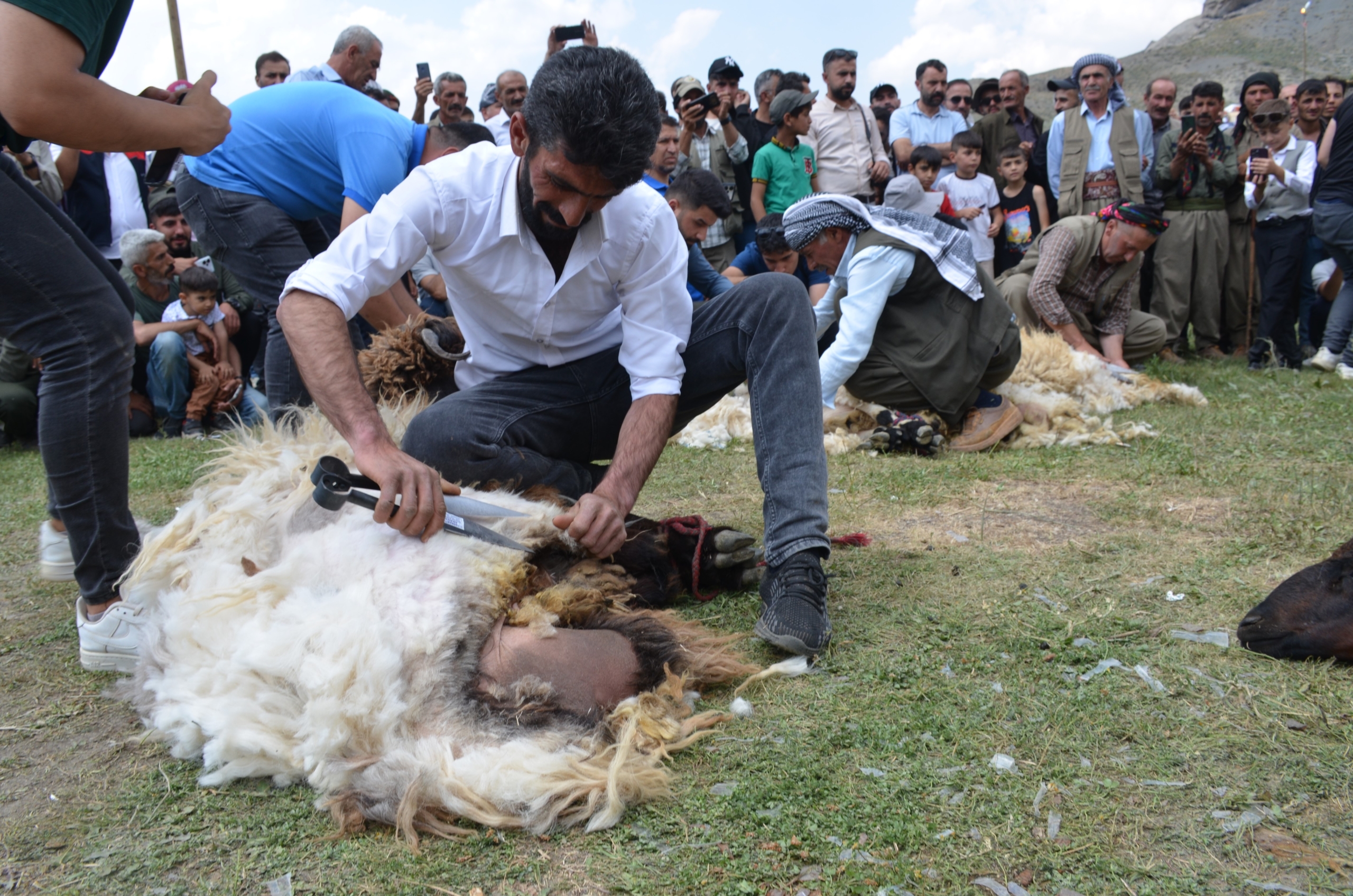 Şırnak’ta Besiciler Kuzu Kırkma Festivali'nde Birincilik İçin Mücadele Etti