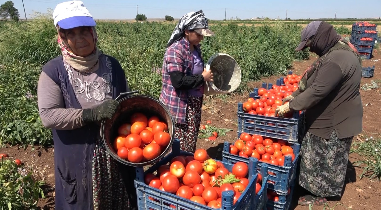 Kadınların Domates Hasadı Başladı