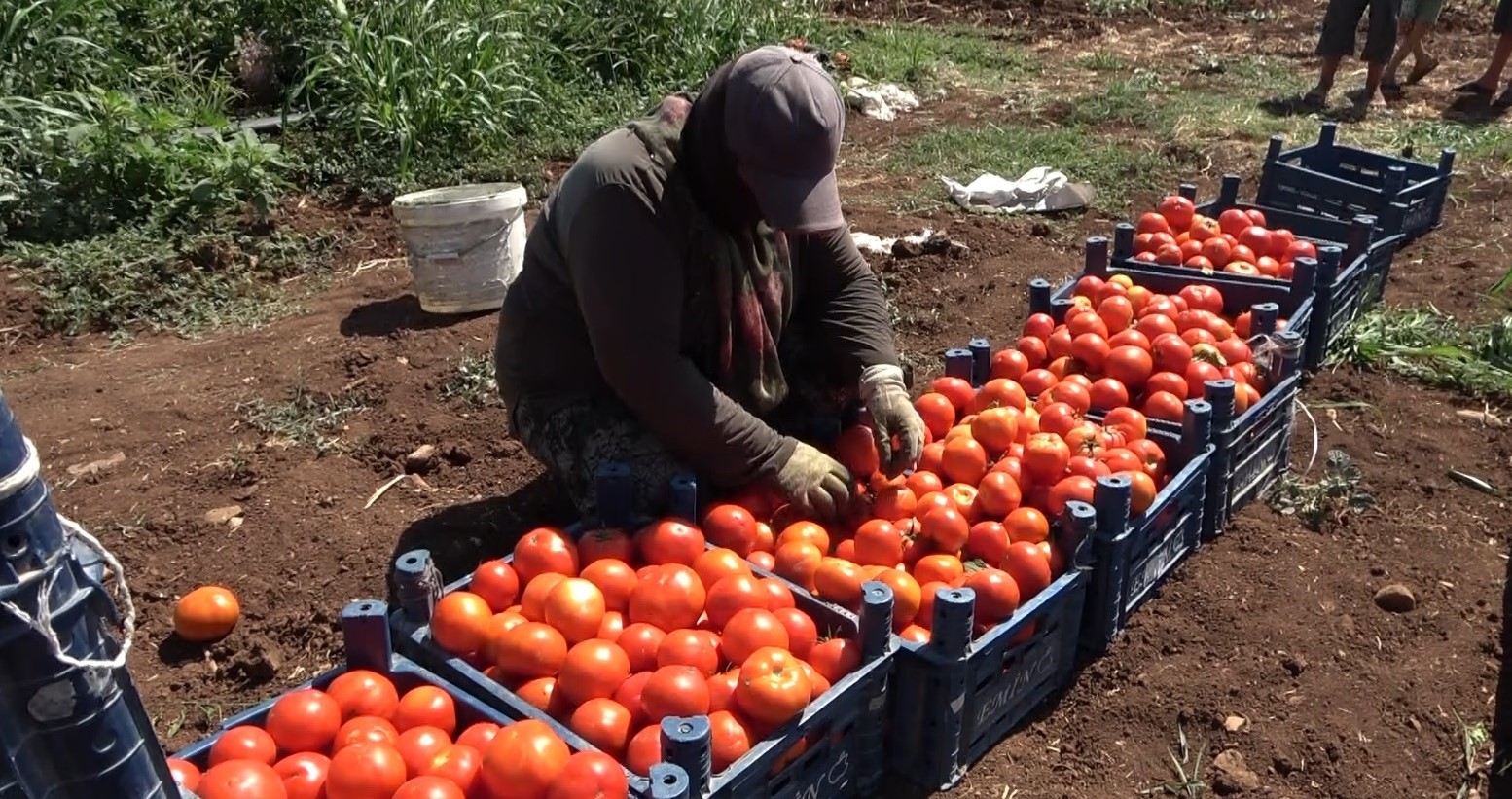 Kadınların Domates Hasadı Başladı