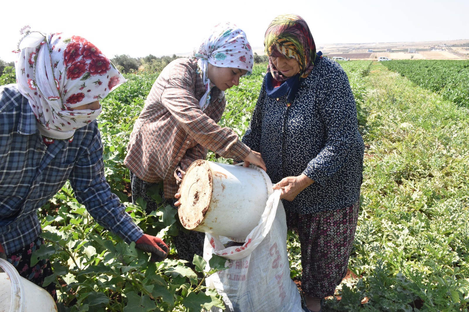 Patlıcan ve Biberler Kadınların Elinde Kurutmalık Oluyor