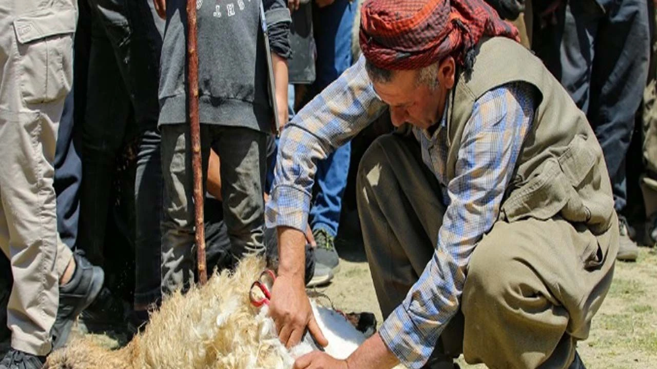 “Kuzu Kırpma Festivali” Başladı