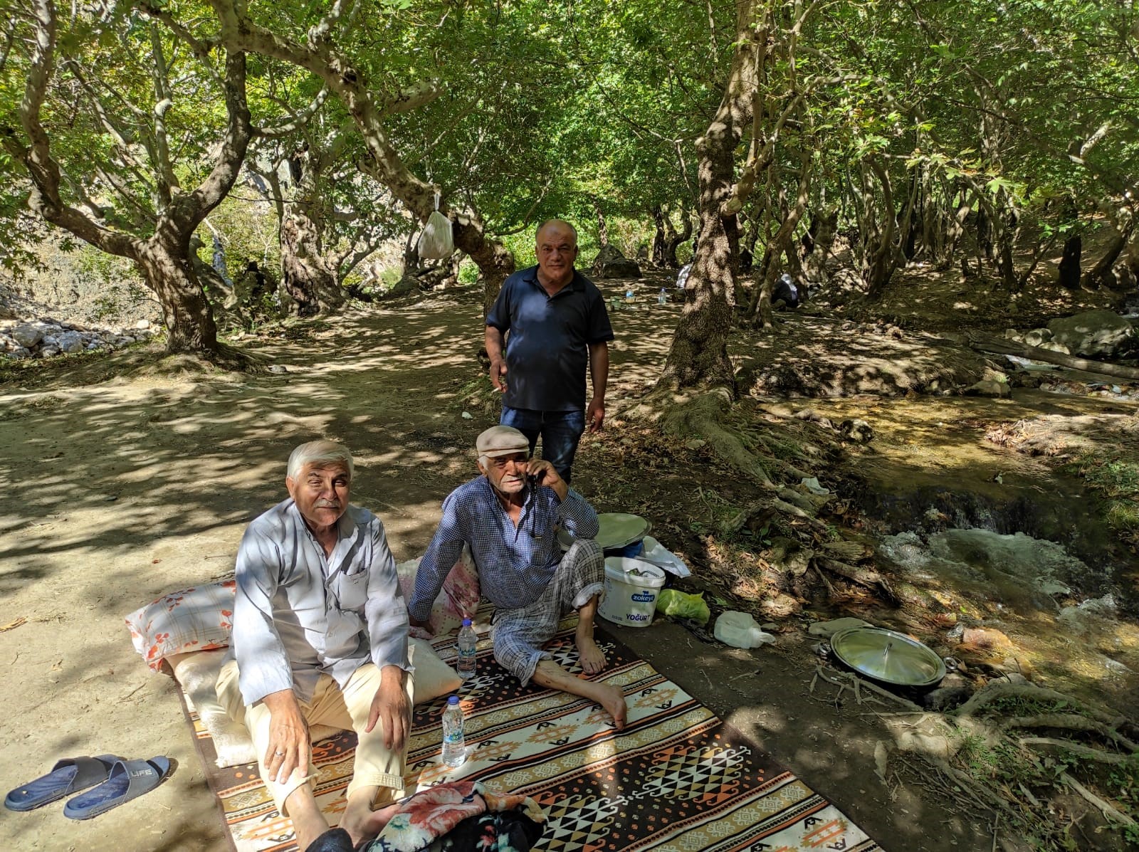 İki Çınar Ağacı Tek Gövde Üzerinde 50 Metre Yükseldi