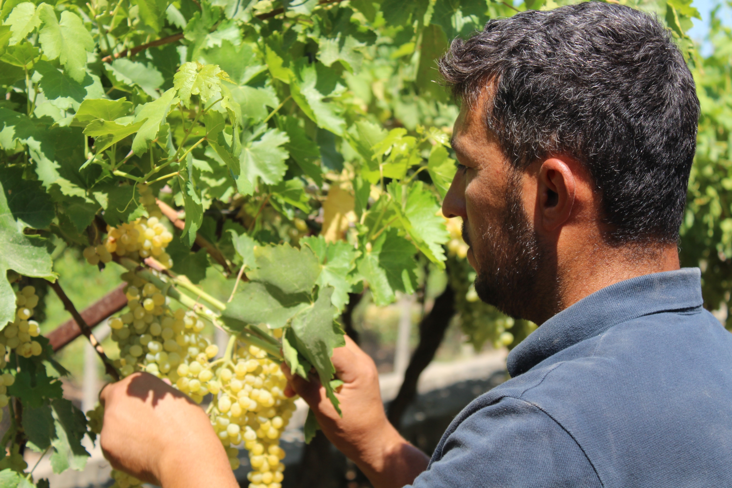 Siirt'te Üzüm Hasadı Başladı