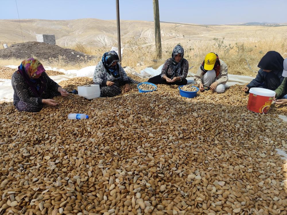 Adıyaman'da Badem Hasadı Başladı