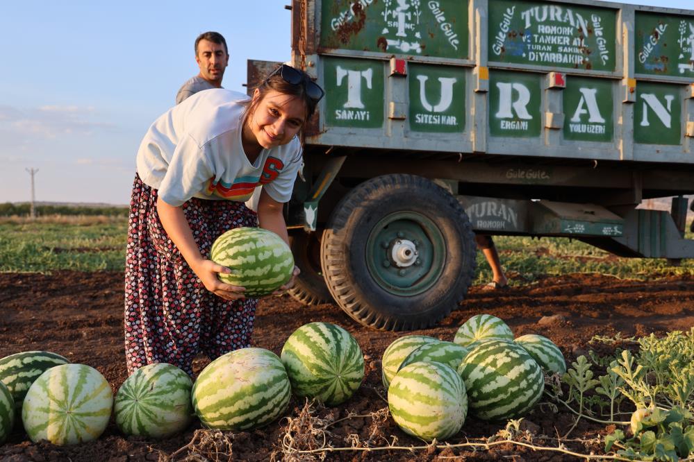 Üreticiler Karpuzda Beklediği Verimi Alamadı