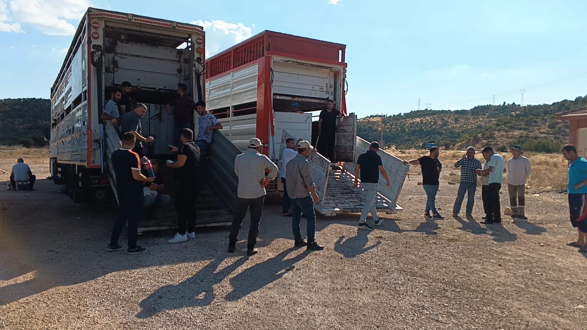 Adıyaman'da 81 Gebe Düve Dağıtıldı