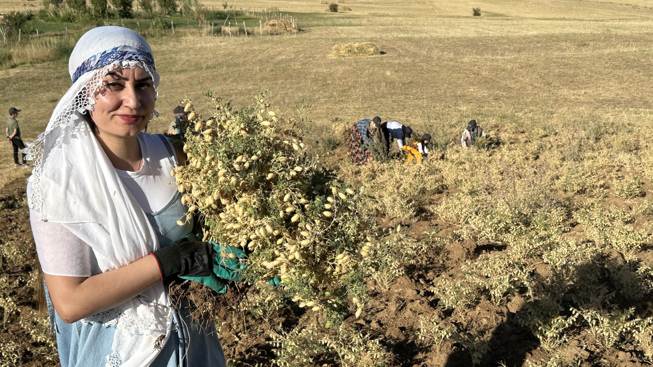 Hakkari - Yüksekova’da Kadınlar Elleriyle Nohut Hasadı Yaptı