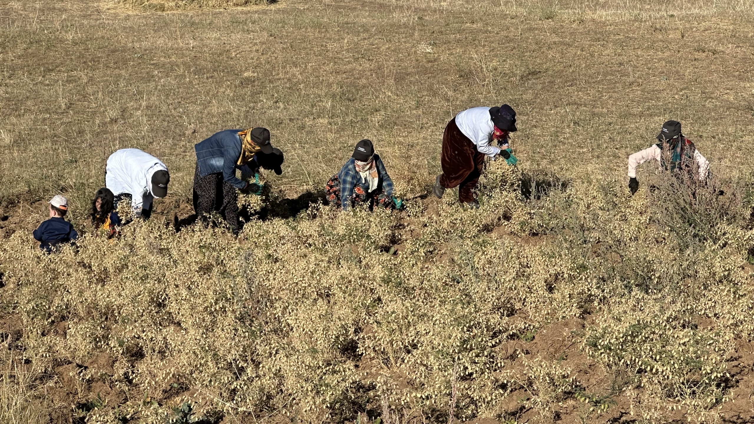 Hakkari - Yüksekova’da Kadınlar Elleriyle Nohut Hasadı Yaptı