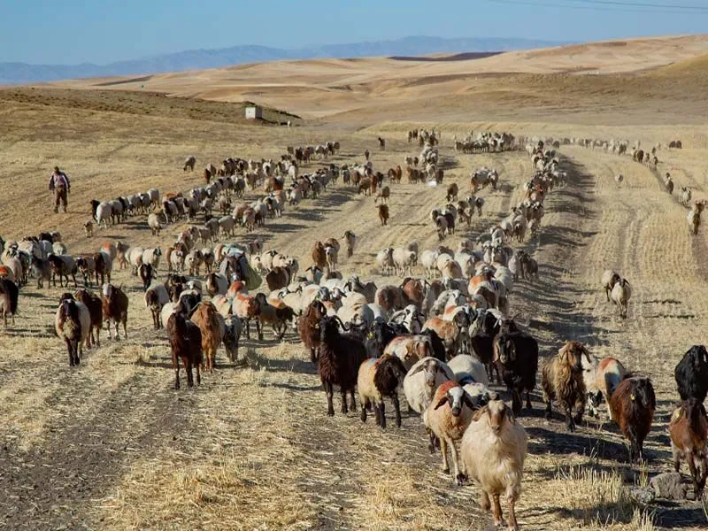 Kuraklık, Diyarbakır’da Bir Geleneği Canlandırdı