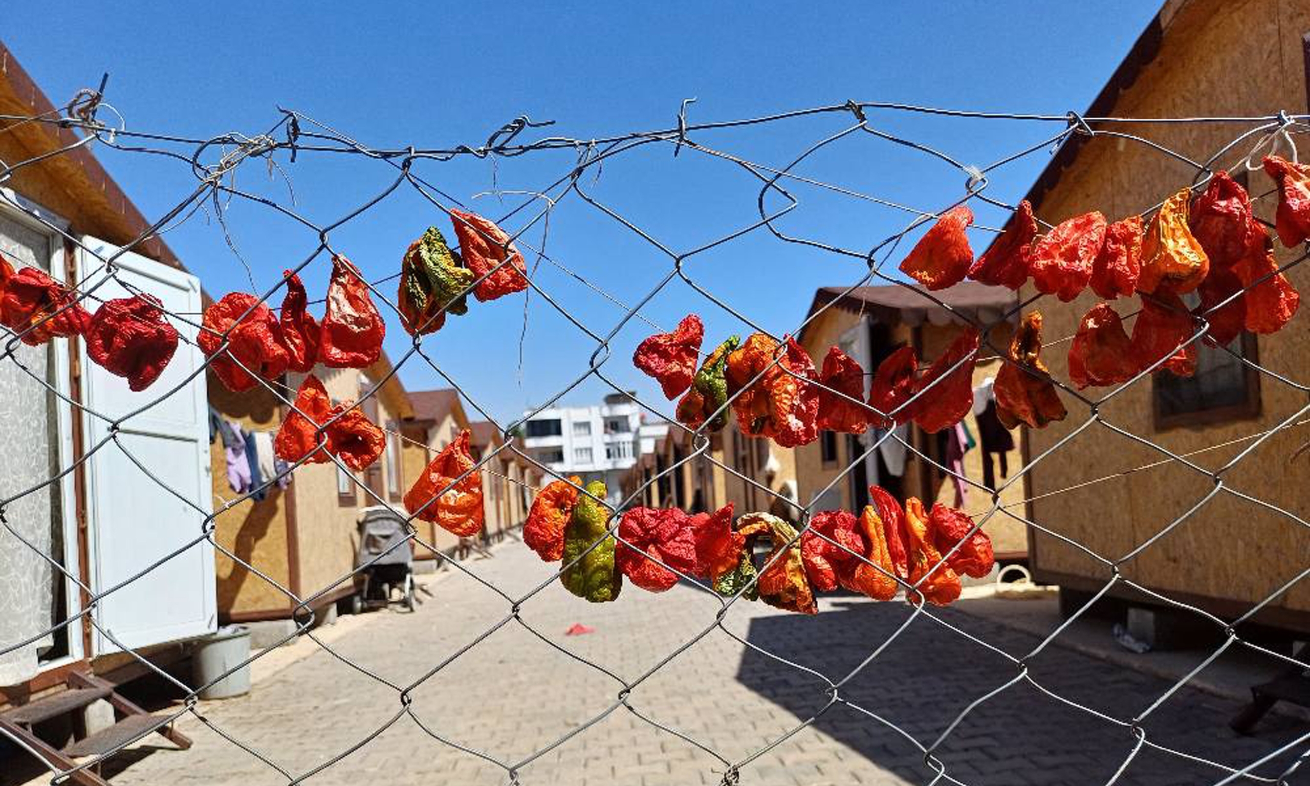 Deprem Bölgesinde Kadınların Kurutmalık ve Salça Telaşı Başladı