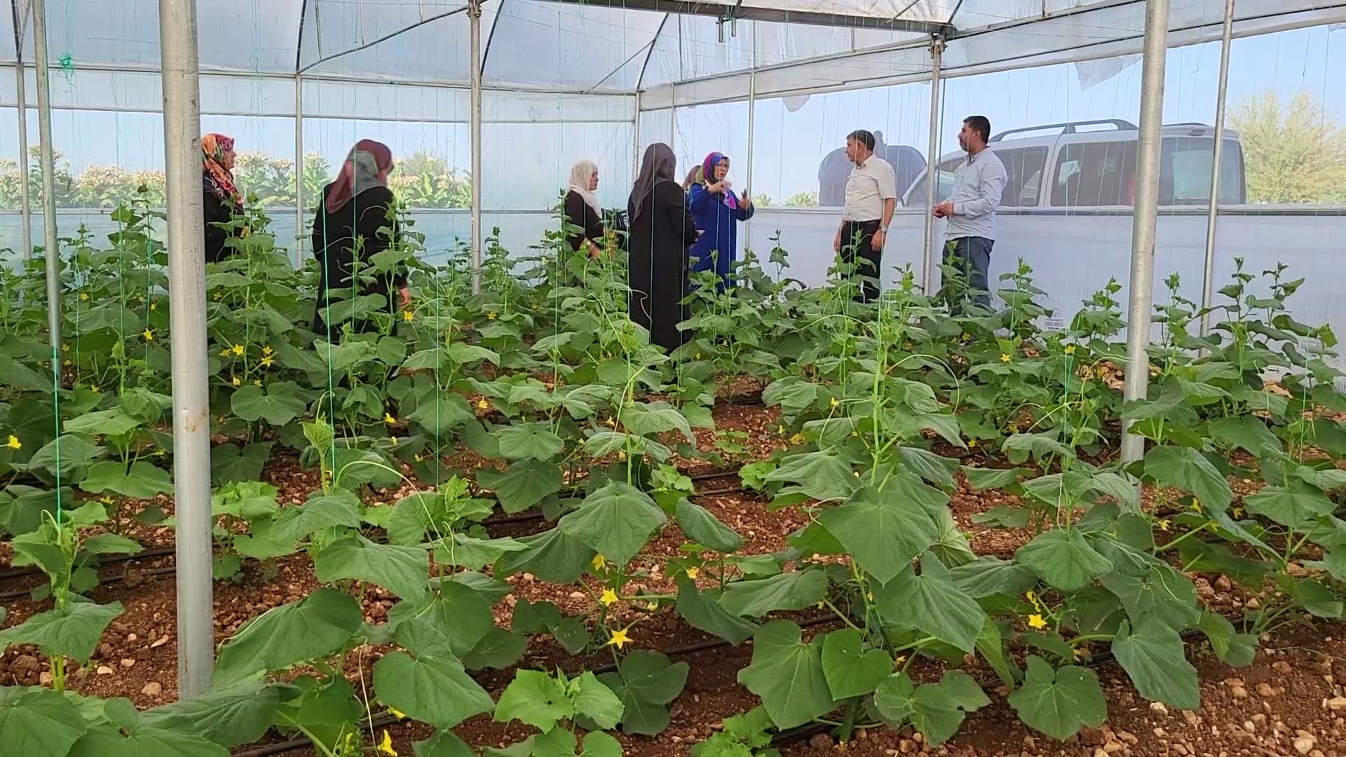 Kadınlar Seralarındaki Ürünlerin İlk Hasadını Yaptı