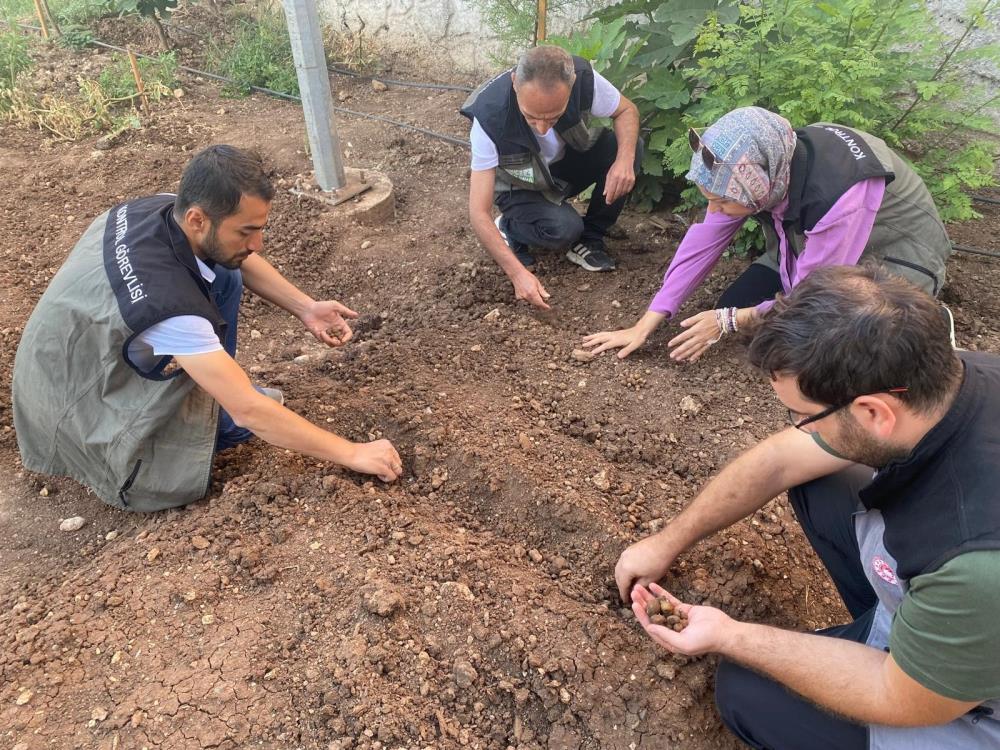 Siirt'te Salep Üretimi İçin Deneme Alanı Kuruldu