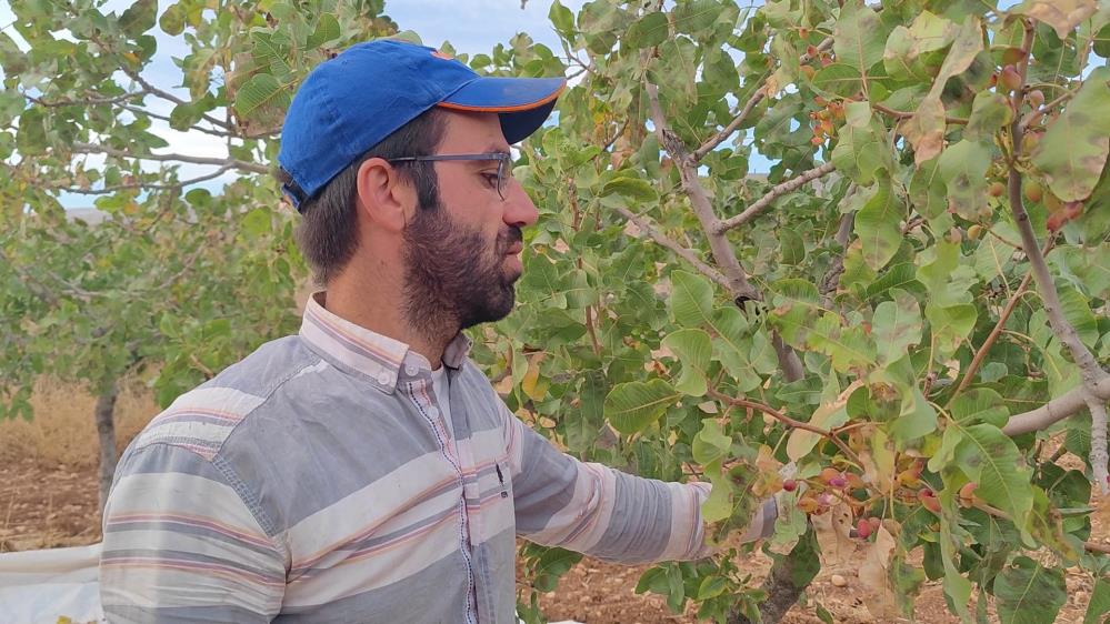 Siirt’te Fıstıklar Çiftçinin Yüzünü Güldürdü