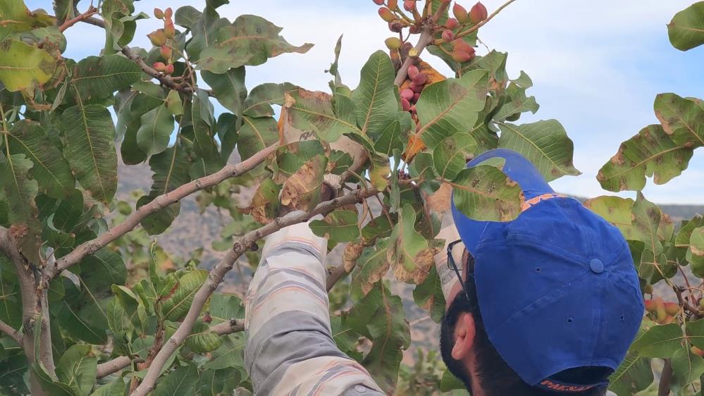 Siirt’te Fıstıklar Çiftçinin Yüzünü Güldürdü