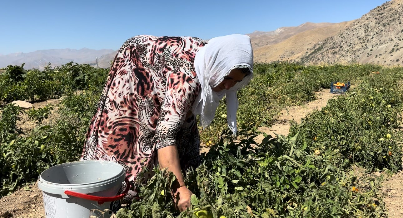 Kadınların Eliyle Domates Hasadı