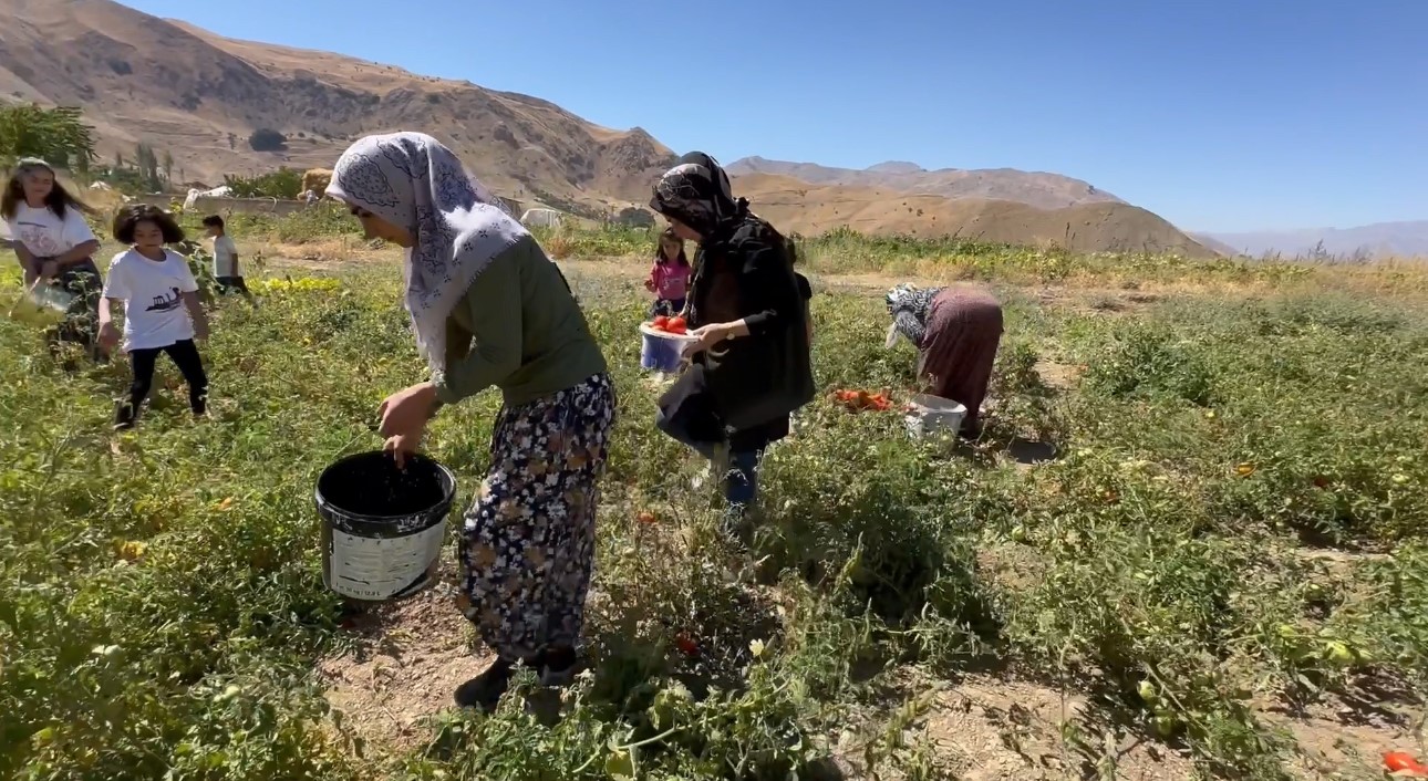 Kadınların Eliyle Domates Hasadı