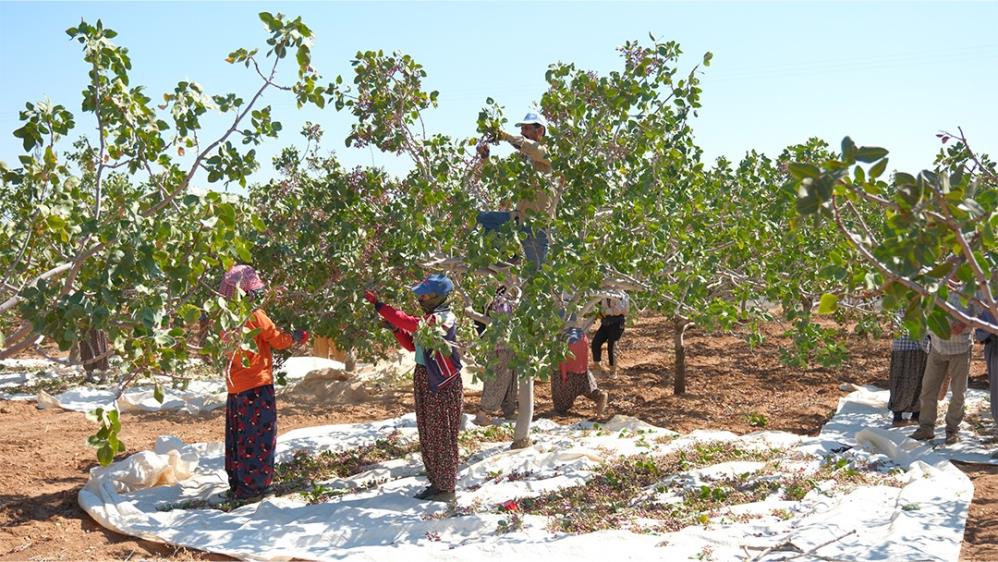 Siirt Festival Yaparken Mardin Fıstığa Rakip Oldu