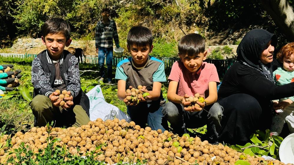 Şırnak'ta Ceviz Hasadı Başladı