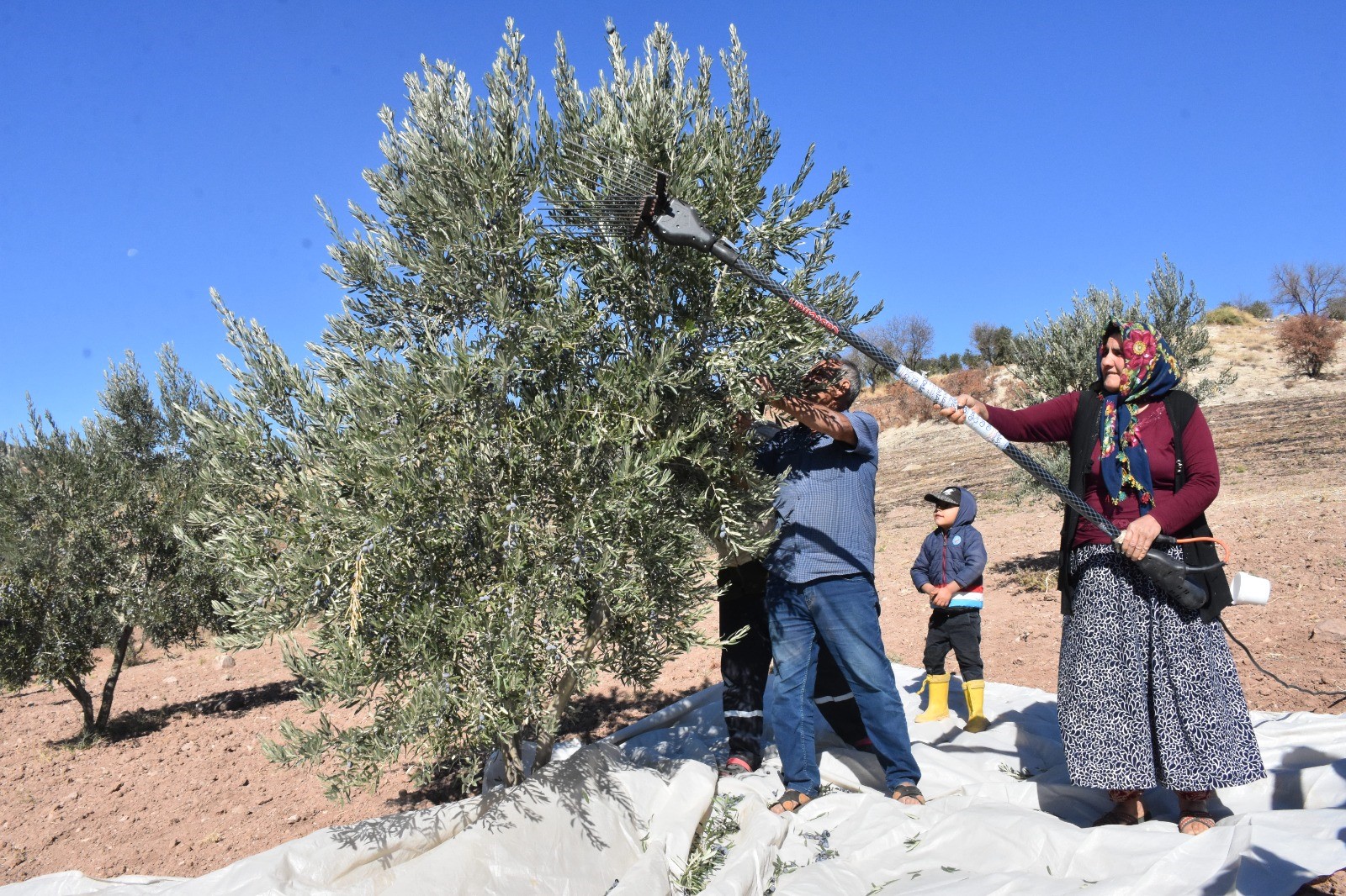 Zeytin Hasadı Başladı