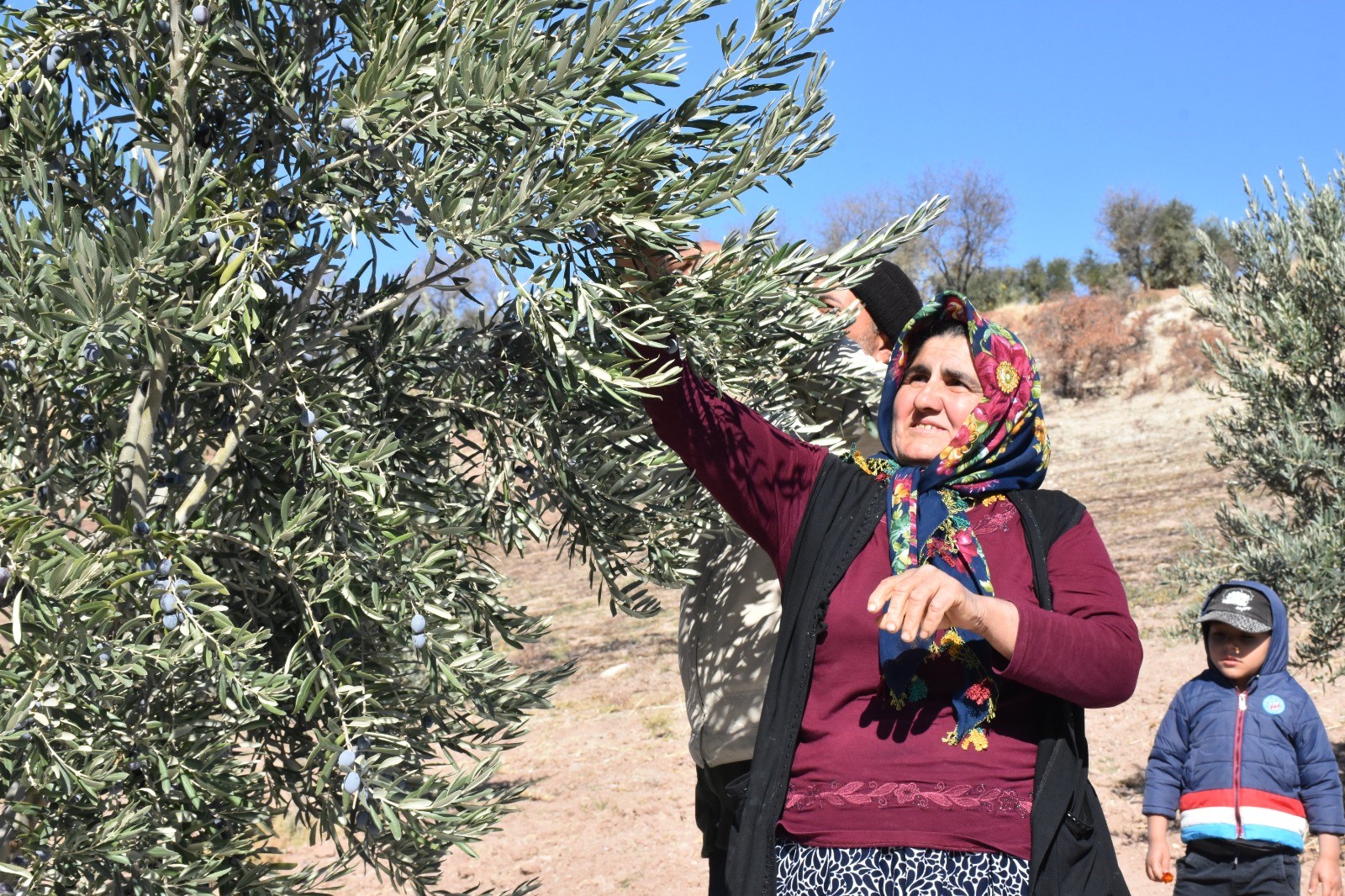 Zeytin Hasadı Başladı