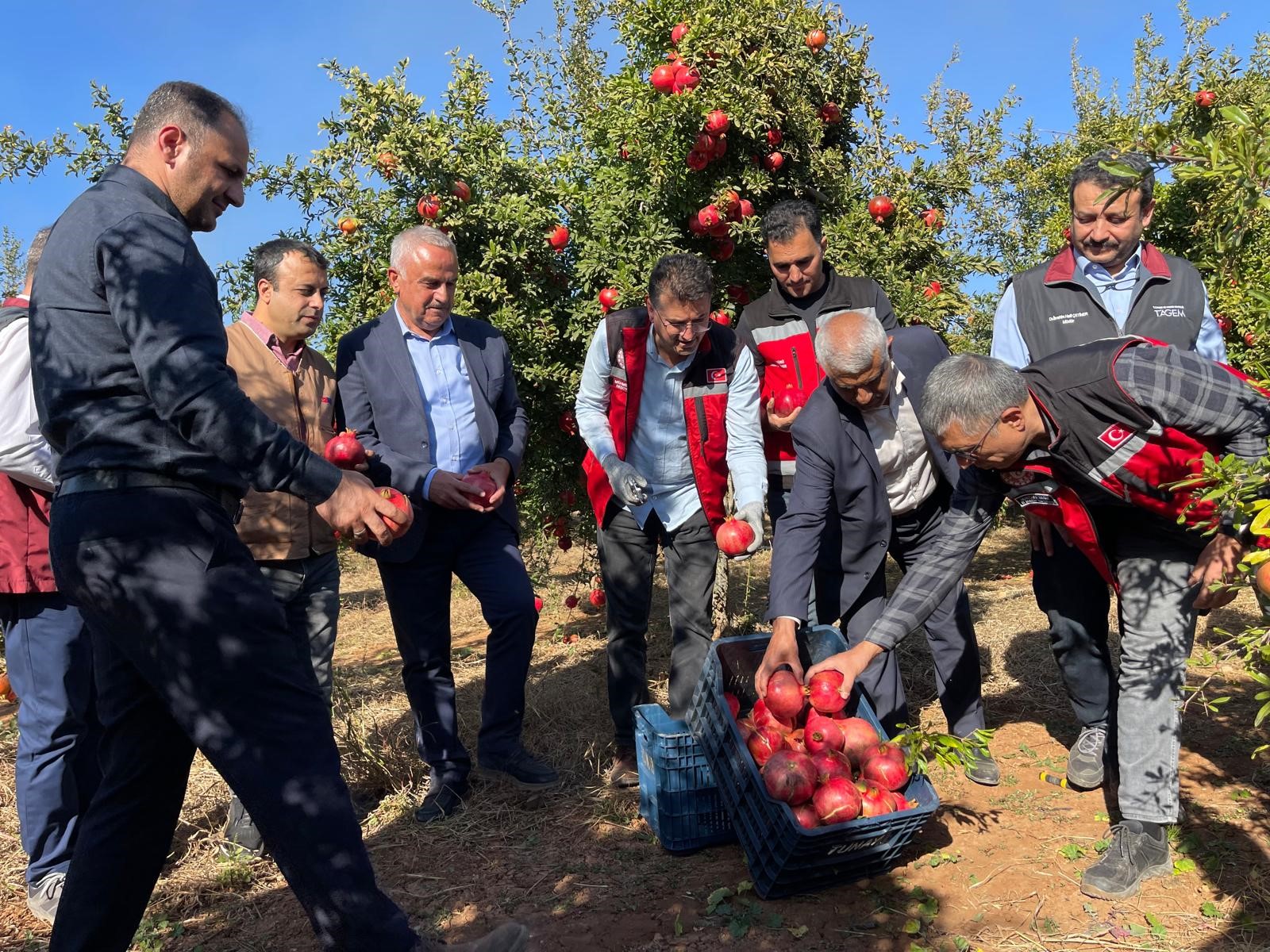 Üretilen Hicaz Narı Dünyaya İhraç Ediliyor