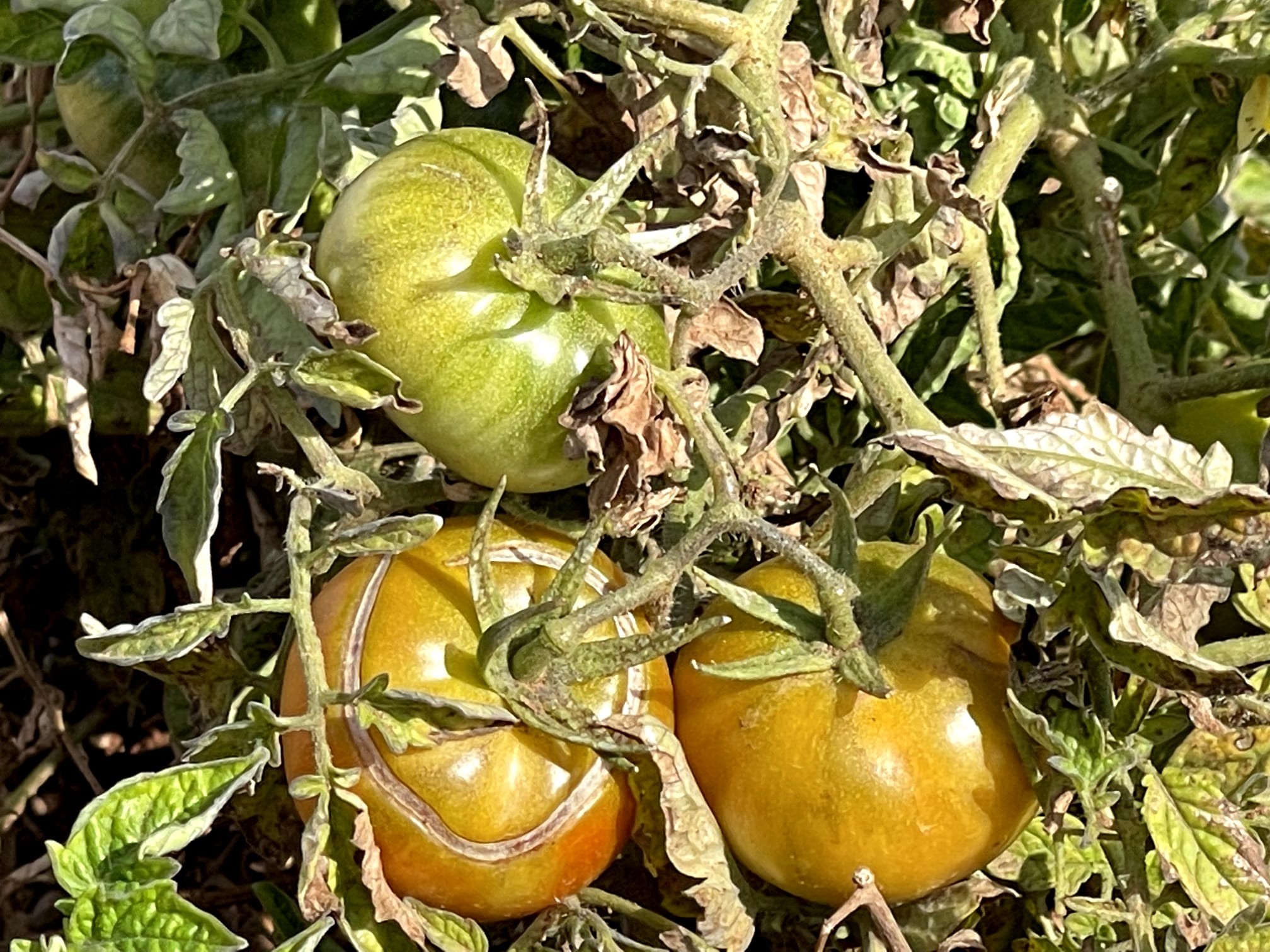 Bej Domates Koruma Altına Alınıyor