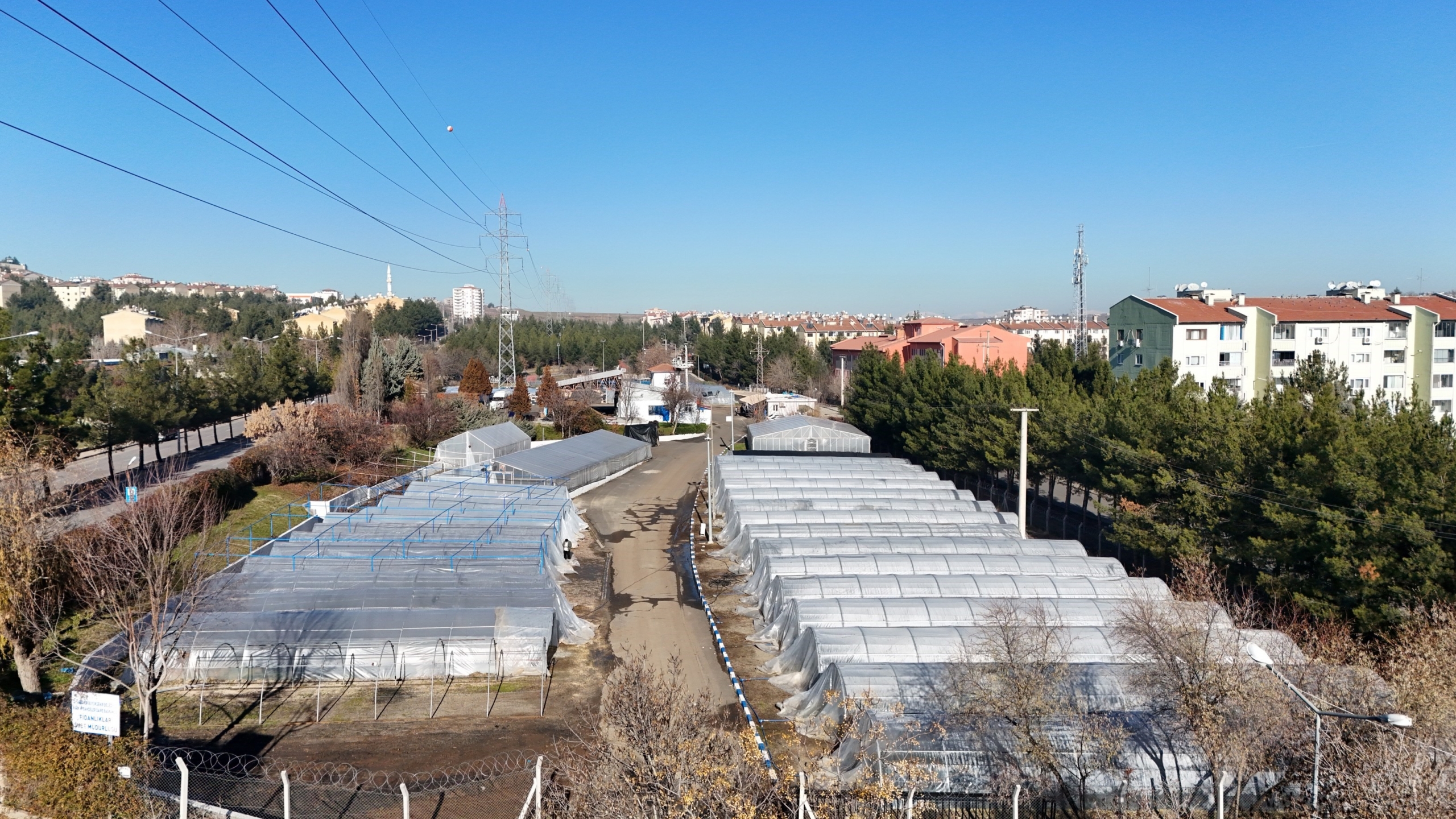 Doğada Toplanan Kozalaklardan Fidan Üretiliyor