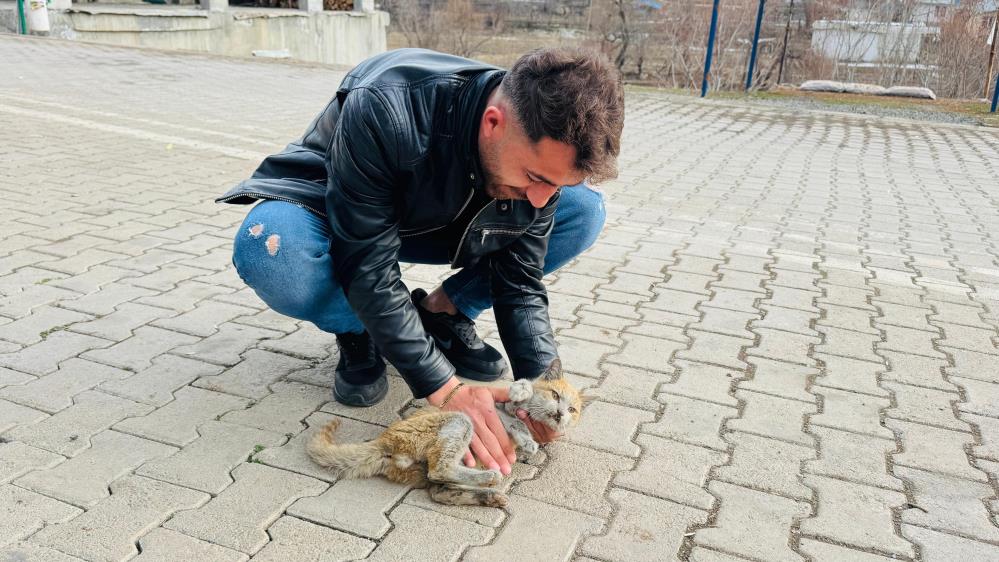 Şırnak'ta Can Çekişen Kedi Kalp Masajıyla Hayata Tutundu