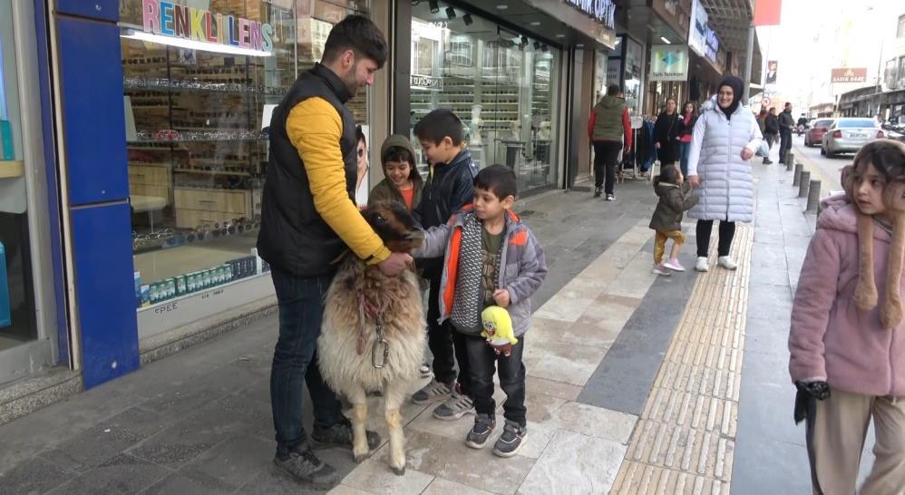 Sokaklarda Koyunu İle Gezen Genç İlgi Odağı Oldu